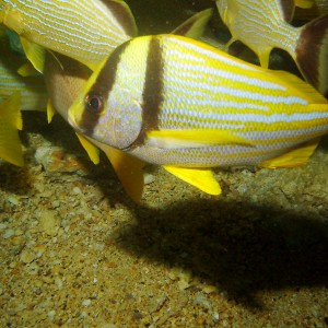 Porkfish