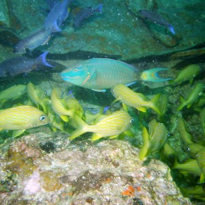 Parrotfish