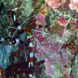 Banded Shrimp