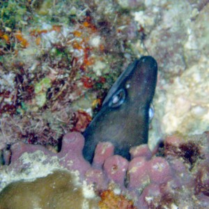 Moray Eel