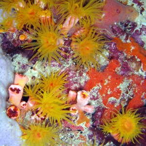 Coral Polyps