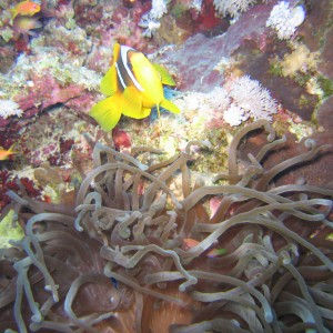 A Clown at Blue Hole, Dahab