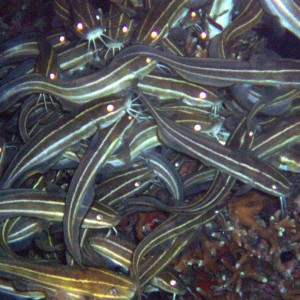 Striped Catfish Eels