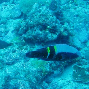 Schlegel's Parrotfish