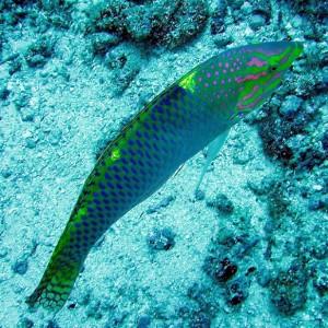 Checkerboard Wrasse