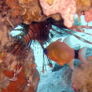 Lionfish