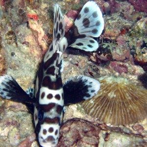 Juvenile Harlequin Sweetlips