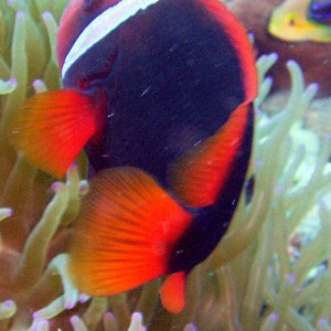 Tomato Anemonefish