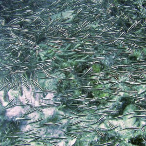 Striped Catfish Eels