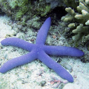 Blue Starfish