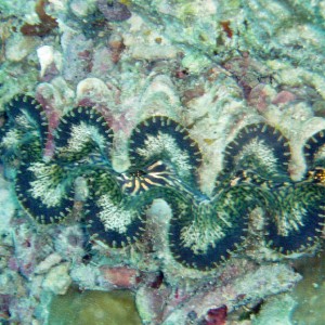 Tridacna Clam