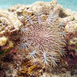 Crown of Thorns Starfish