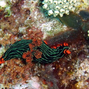 "Devil's Nudibranch"