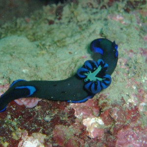 Black Nudibranch