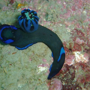 Black Nudibranch