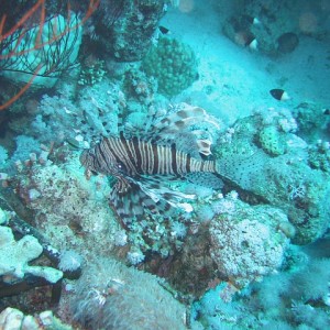 lionfish1