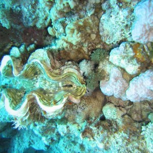 giant_clam1