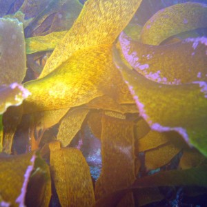 Kelp Siren Rock Wgtn