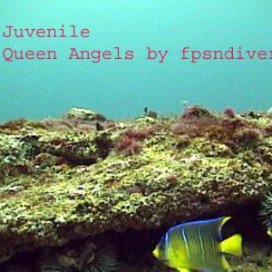 Juvenile Queen Angels