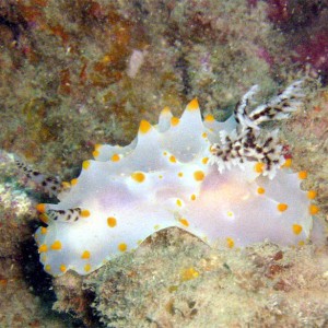 White Nudibranch