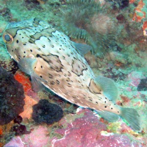 Balloonfish