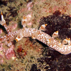 Orange and White Nudibranch