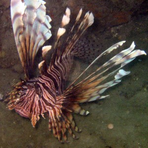 Lionfish