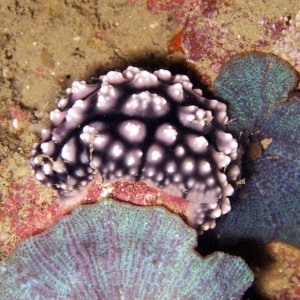 Black and White Nudibranch