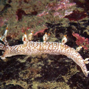 Orange and White Nudibranch