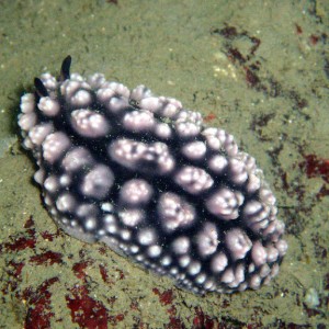 Black and White Nudibranch