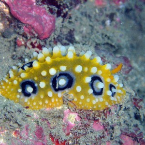 Golden, Black, and White Nudibranch