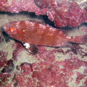 Glass Eye Squirrelfish