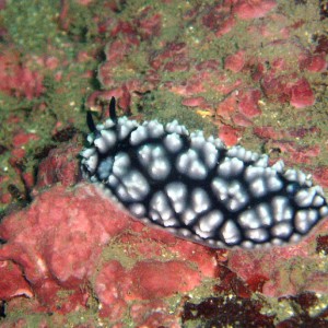 Black and White Nudibranch