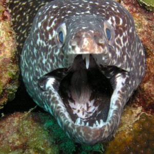 Moray