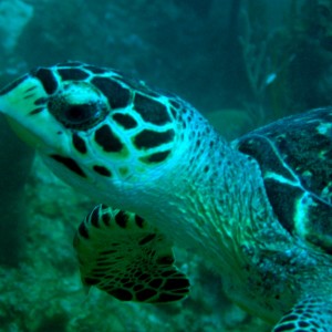 Hawksbill Turtle