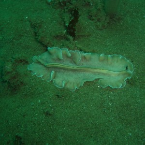 Polyclad/Pseudoceras luteus @Marineland