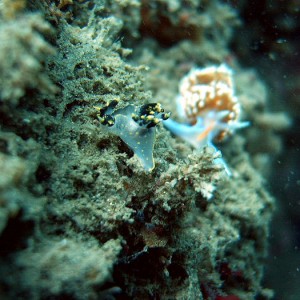 3 colored Polycera