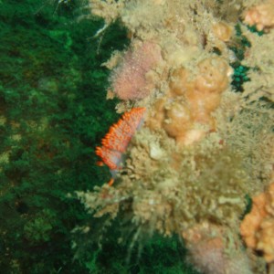 Facelina Aeolid