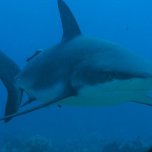 Grey Reef Shark - Close up
