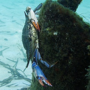 Blue Crab - Crystal Beach Old Pier - Destin