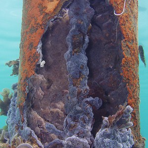 Rotting piling - Crystal Beach Old Pier - Destin