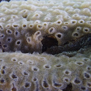 Stuff growing on piling - Crystal Beach Old Pier - Destin