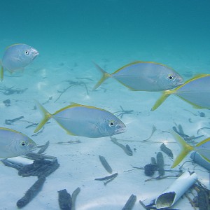 Yellow Jacks - Crystal Beach Old Pier - Destin