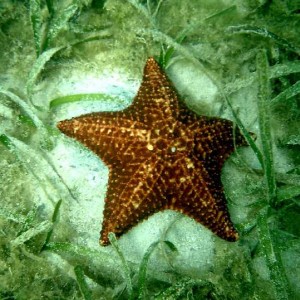 Roatan_starfish