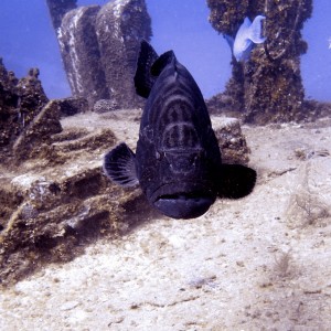 Curious Grouper