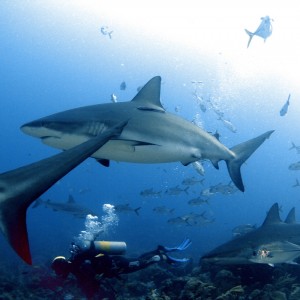 Shark Dive