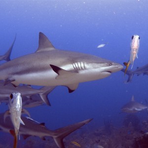 Shark Dive