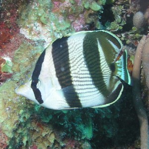 Banded Butterflyfish