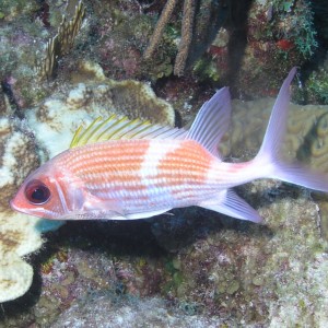 Squirrelfish