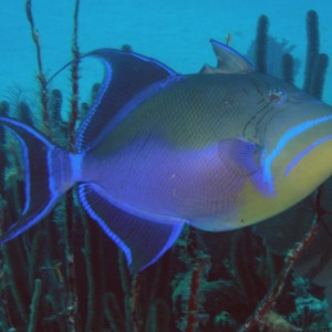 Queen Triggerfish